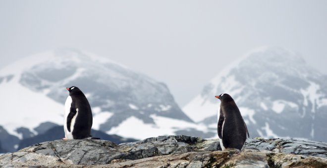 El cambio climático y sus efectos en los pingüinos antárticos