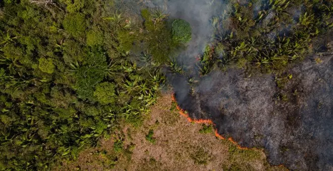 La acción humana ha degradado más de un tercio de selva amazónica sin deforestar