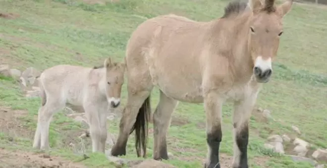Nace de vientre equino "de alquiler" un caballo de Przewaski con ADN clonado