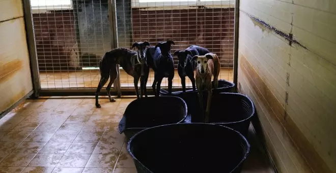 El choque entre PSOE y Unidas Podemos por los perros de caza mantiene en vilo la aprobación de la ley de protección animal