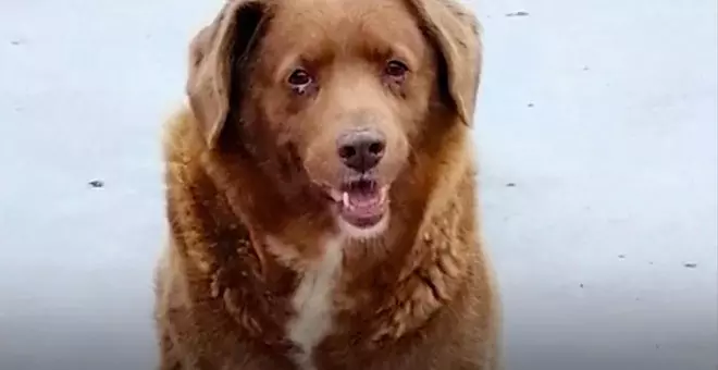 Bobi rompe el récord del perro más viejo del mundo al alcanzar los 30 años