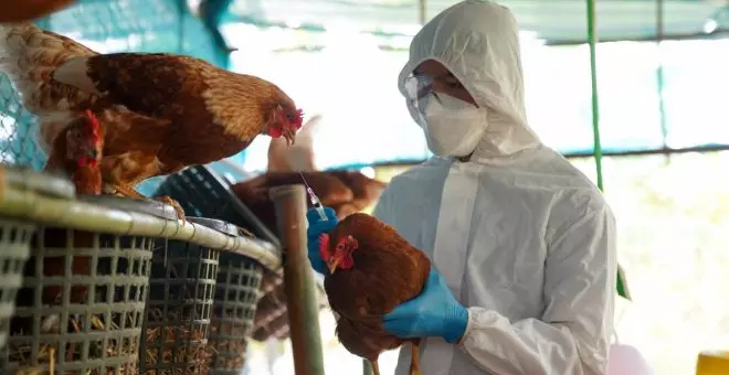 México consigue frenar la gripe aviar, un virus que ha provocado una epidemia histórica en Europa