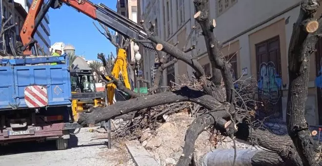 El irracional odio al árbol