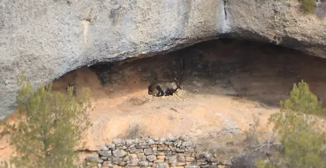 La població de cabra salvatge es consolida al parc natural del Montsant després de 20 anys i cap episodi de sarna