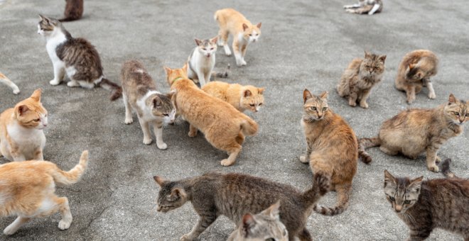 Así es la isla japonesa con más gatos que personas