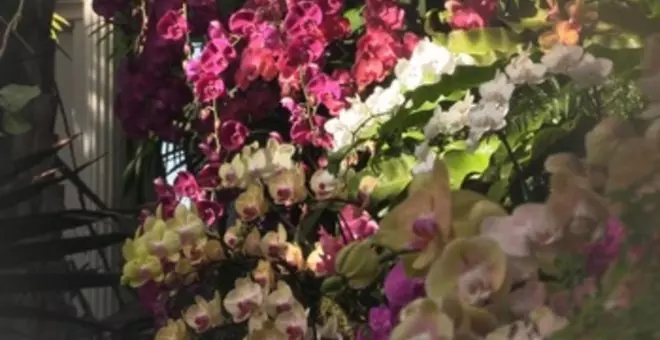 Miles de orquídeas recrean los paisajes tradicionales chinos en Nueva York