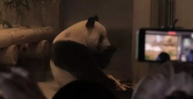 Miles de nipones se despiden del panda Xiang Xiang antes de su viaje a China