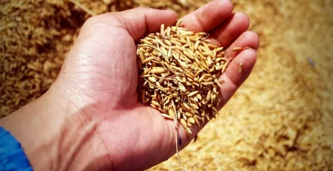 Pato confinado - Arsénico en el arroz: un tóxico que se cuela en nuestra dieta