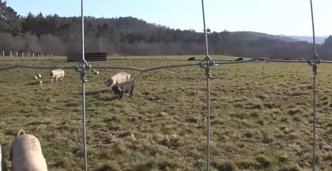 Granja de cerdos versus complejo de ecoturismo