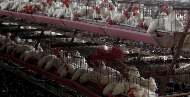 ¿Es el virus de la gripe aviar una amenaza para los humanos?
