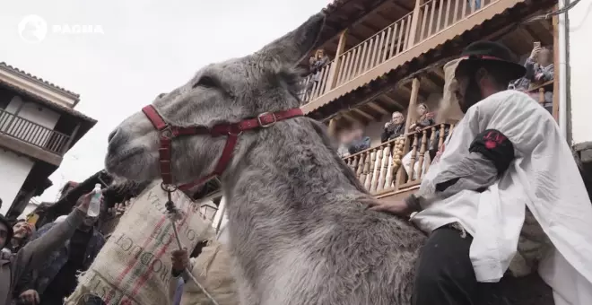 Pacma denuncia "maltrato psíquico" al burro del Peropalo en el carnaval de Villanueva de la Vera (Cáceres)
