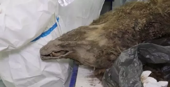 Científicos de Siberia realizan la autopsia a un oso de 3.460 años de antigüedad