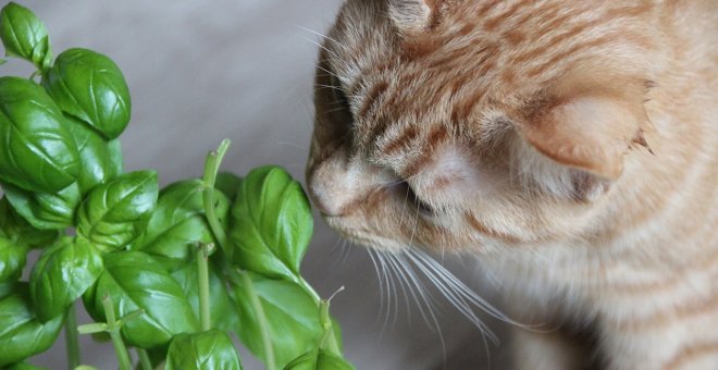 ¿Cómo evitar que mi gato se coma las plantas?