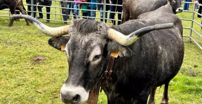Puentenansa-Barciquindiz celebra su feria anual de ganado