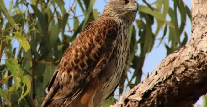 El ave más extraordinaria de Australia, a punto de desaparecer