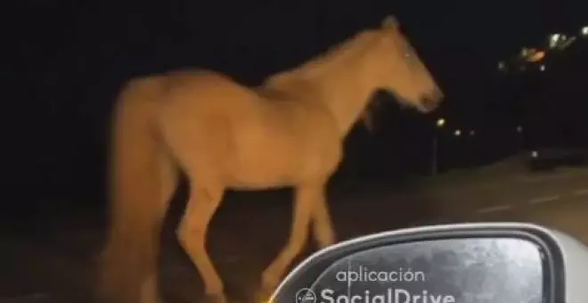 Un grupo de caballos pasea en plena noche por una carretera de Comillas