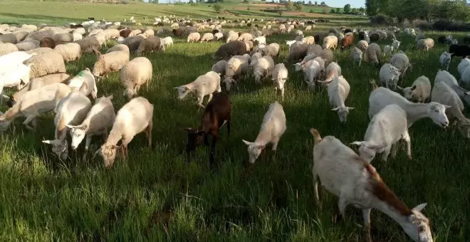 Castilla-La Mancha levanta las restricciones al movimiento de ganado tras los resultados negativos en viruela ovina
