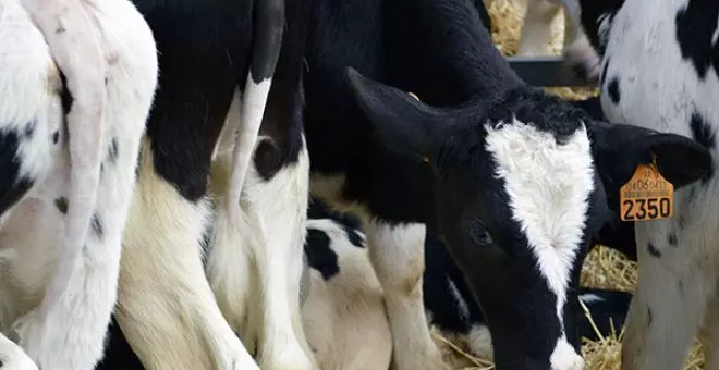 Organizaciones agrarias alertan de las "graves consecuencias" de bajar los precios de la leche en origen