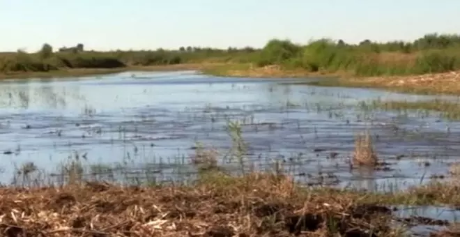 Más de 500 investigadores piden "voluntad política" y agua del trasvase para salvar Las Tablas de Daimiel