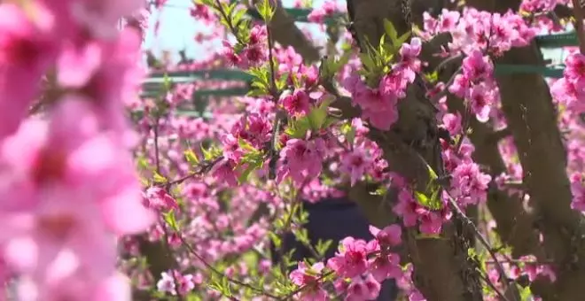 Los campos de Aitona explotan en un espectáculo de color con la llegada de la primavera