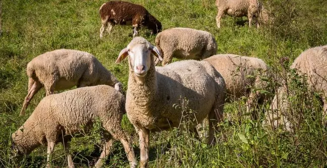 Detectado un nuevo foco de viruela ovina en una explotación de Alcázar de San Juan, obligando a sacrificar 3.400 animales