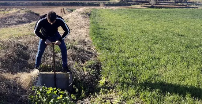 Los agricultores catalanes sustituyen el maíz por la cebada y el trigo para garantizarse la cosecha frente a la sequía