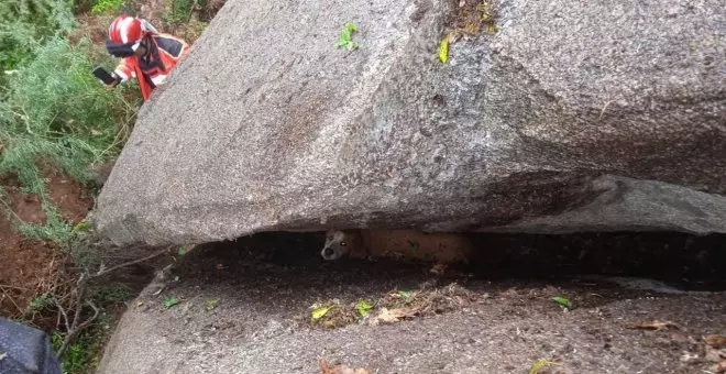 Toby, el perro rescatado en Chantada tras pasar 24 horas entre dos rocas gigantes