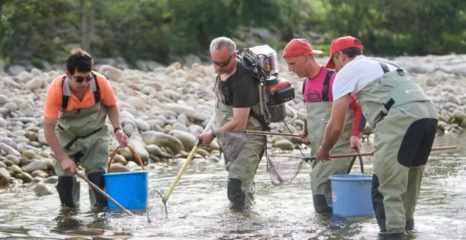 Cantabria adelanta el rescate y traslado de peces del río Pas por la sequía