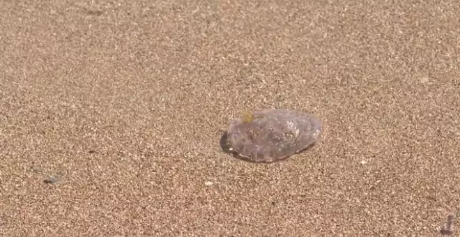 Las medusas toman las playas de Denia