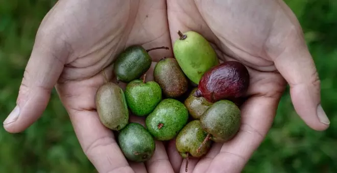 Cristina cultiva kiwiños en Asturias y cuida los manzanos del abuelo 
