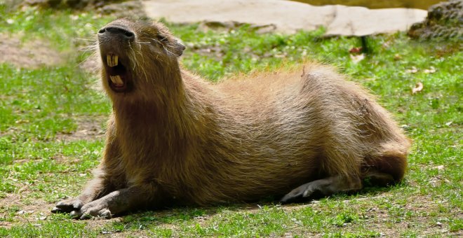 Capibaras: el animal de moda que nunca deberías tener en casa