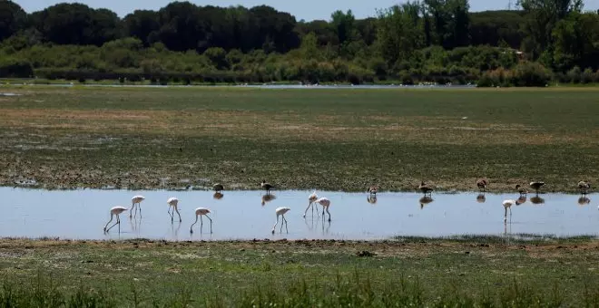 Diputados alemanes visitarán España para interesarse por la situación de Doñana