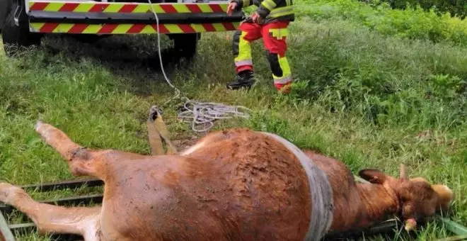 Los bomberos rescatan a una vaca caída al cauce del río en Somahoz