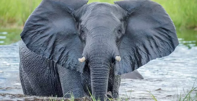 Diez curiosidades sobre los elefantes que no te imaginabas