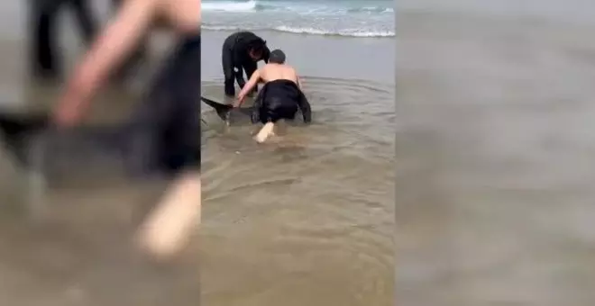 Dos surfistas salvan la vida a un delfín varado en la playa de Mataleñas, cerca de Santander