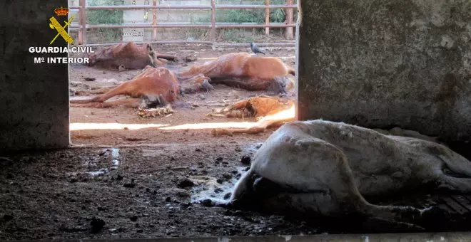 Investigan por maltrato animal a un hombre que tenía 31 caballos muertos en una granja de Murcia