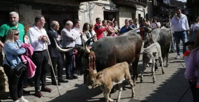 Cartes celebra la 'pasá' de vacas tudancas