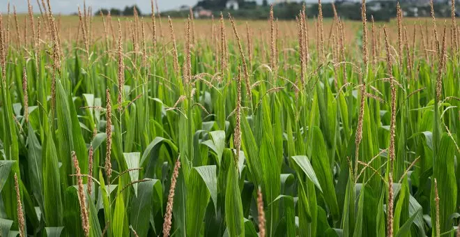 El cambio climático obliga por primera vez a Asturies a solicitar ayudas por sequía