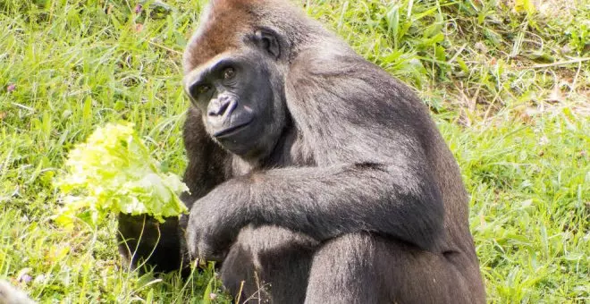Piden al Gobierno informar sobre el traslado de dos gorilas de Cabárceno a Rusia y Chequia