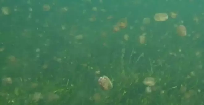 Proliferación de medusas 'huevo frito' en el Mar Menor