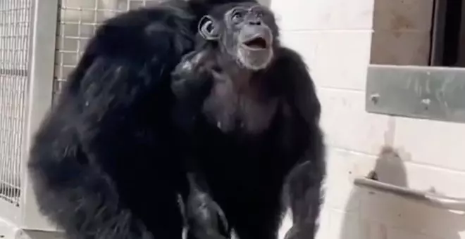 El emocionante vídeo de una chimpancé al ver el cielo por primera vez a sus 28 años