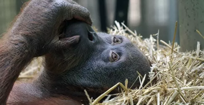 Polémica en el zoo de Barcelona por la muerte de Kanelo, una cría de orangután