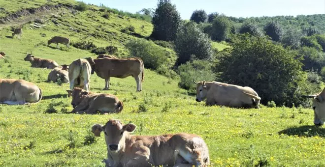 El cambio climático también cuesta dinero en Asturies: 5,7 millones para apoyar a los ganaderos afectados por la sequía