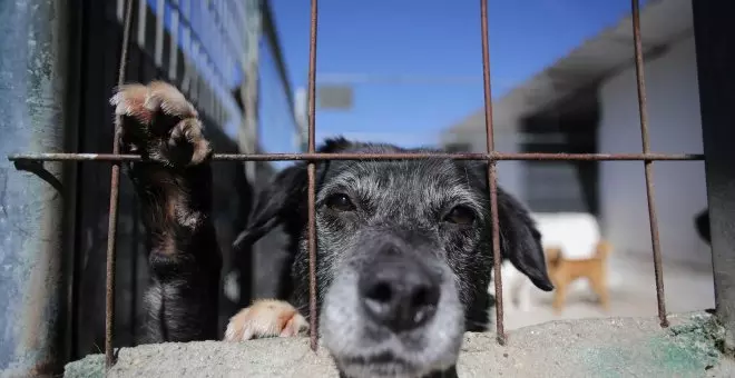 El Gobierno canario permitirá la caza de perros, gatos y hurones asilvestrados