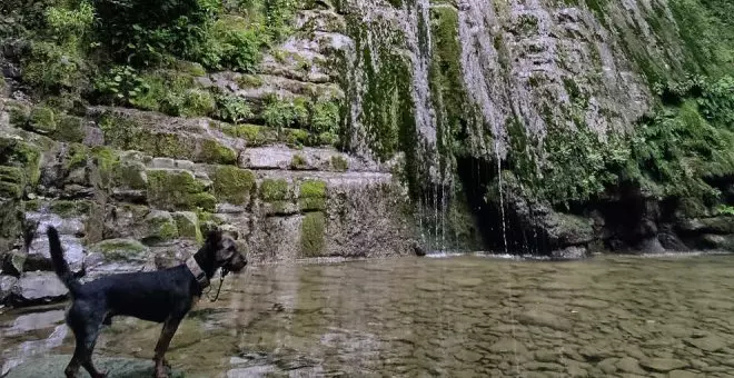 ¿Qué planes puedo disfrutar este verano en Cantabria con mi perro?