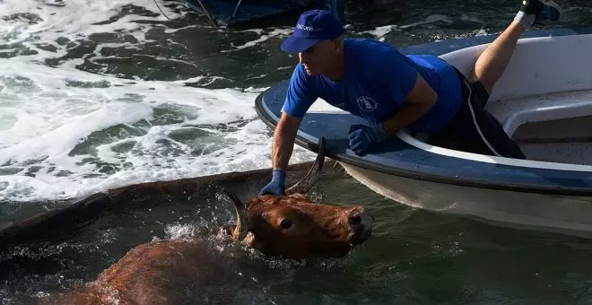 El toro ahogado en Denia es un símbolo de la crueldad taurina