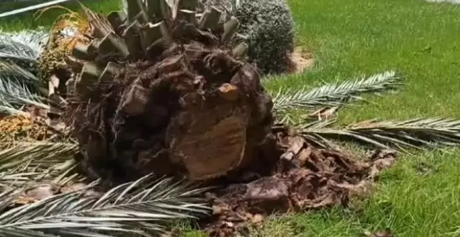 Derrumbe de una decena de palmeras por el calor en Alicante