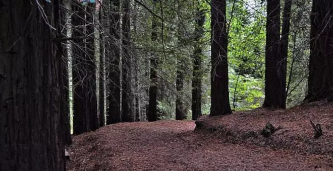 Los bosques más impresionantes de Cantabria para perderse