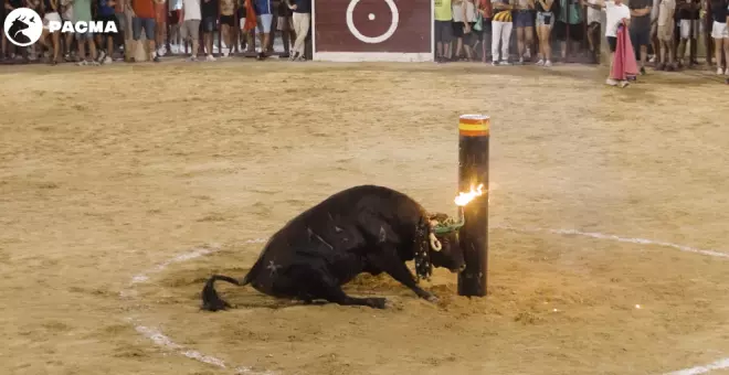 Pacma denuncia la caída de un toro tras chocar contra un toril en un concurso de emboladores