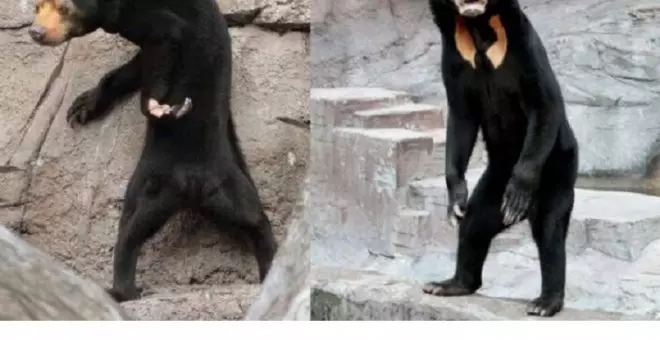 Un oso es un oso (o puede que no): confunden a uno con un actor disfrazado en un zoo de China